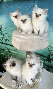 C5 alom birman kiscicák