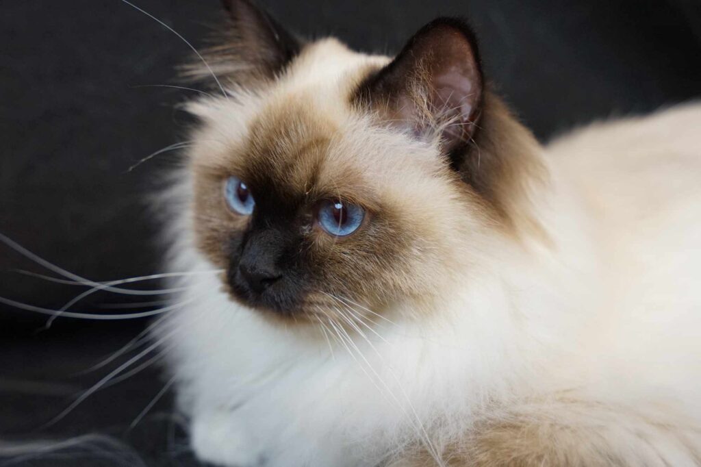 European Grand Champion Saba Vlad, WCF Jubilee Exhibition Pápa 2025, Birman Breed Presentation