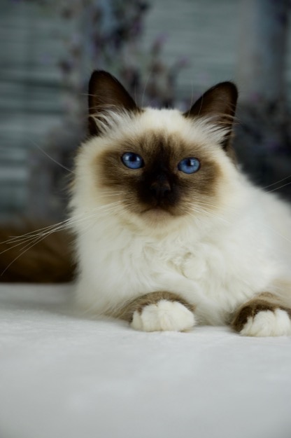 GIC Albafeles Darcy, Grand International Champion birman cica