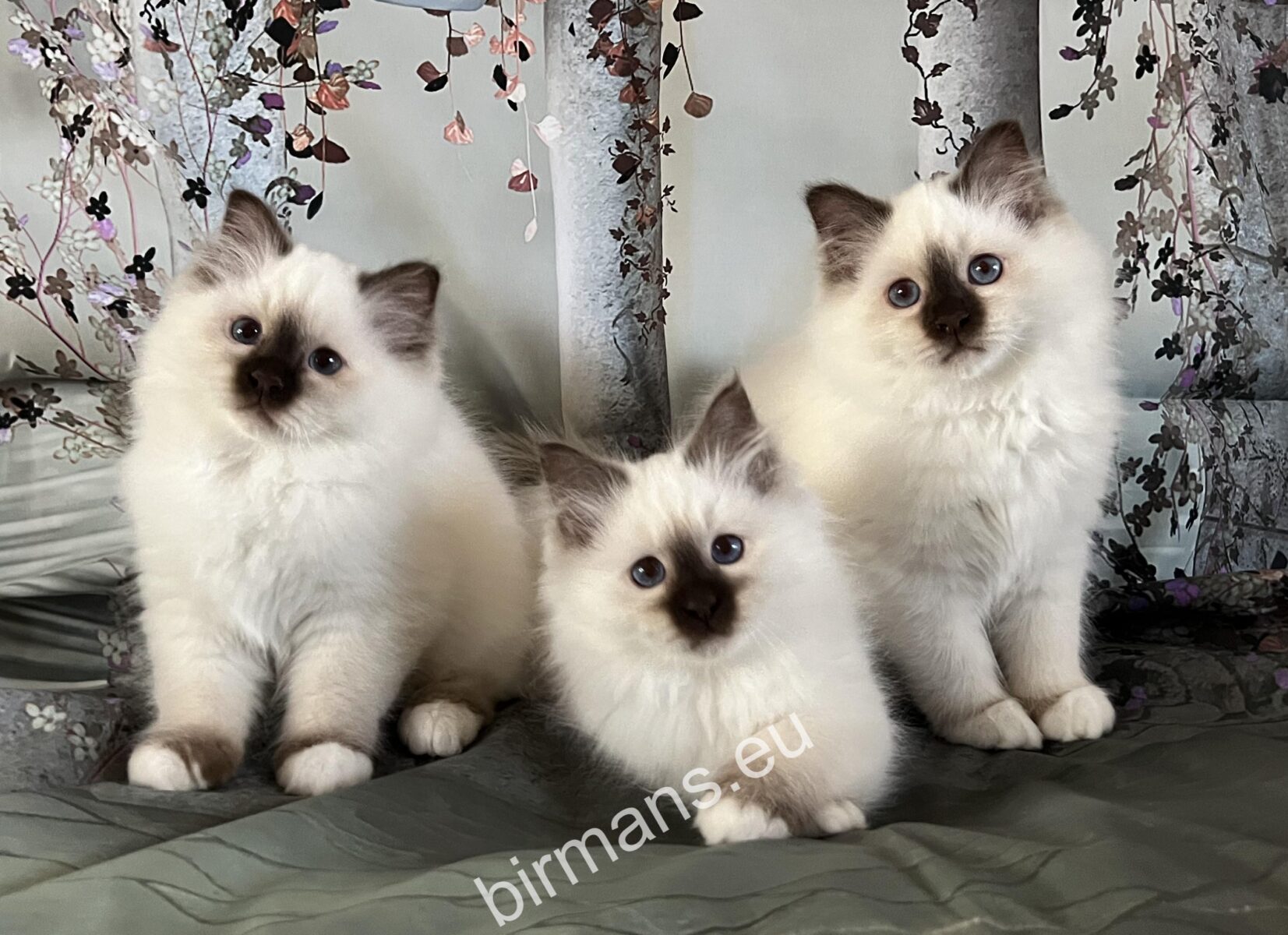 Birman kittens from previous Saba litter - blue and seal point - WCF registered breeder Hungary