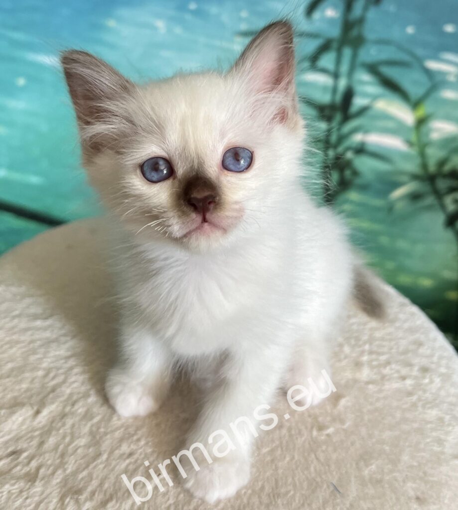How to Become a Birman Cat Breeder: Expert Tips for Success
