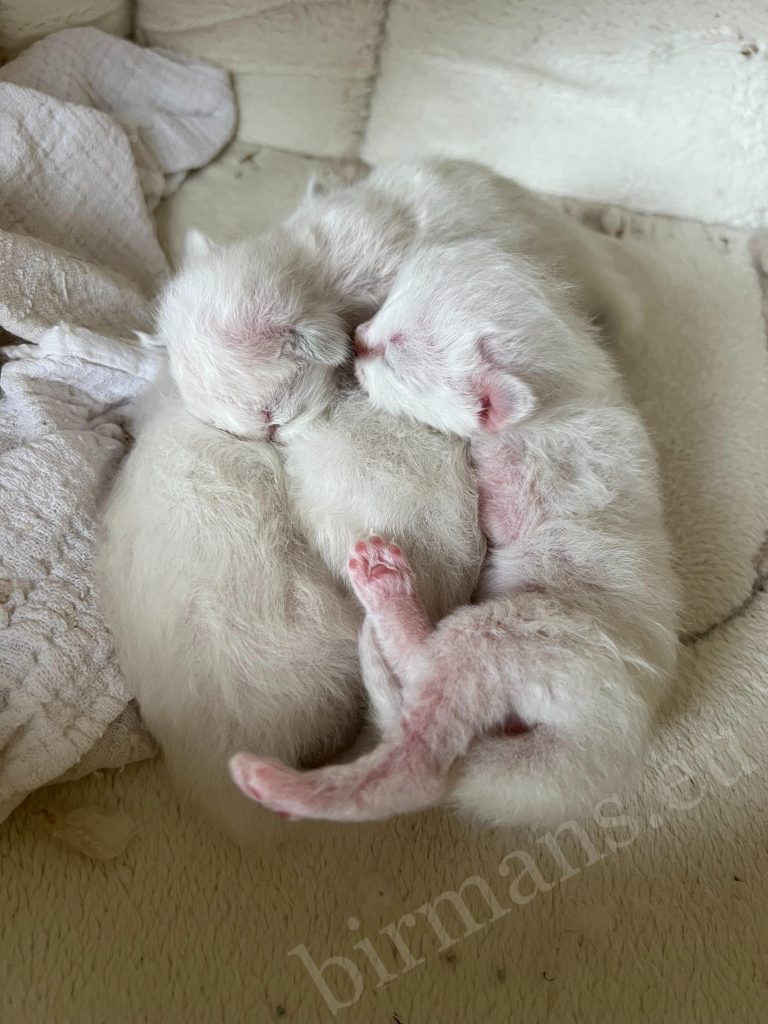Saba B6 litter Sacred Birman kittens snuggled together
