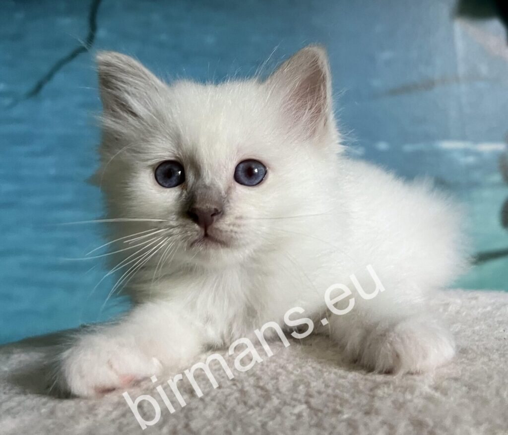6-week-old lilac point Birman kitten