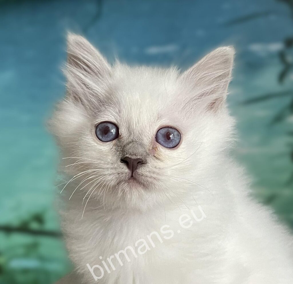 Lilac point Birman kitten portrait with blue eyes - Saba Urielle - Hungary breeder