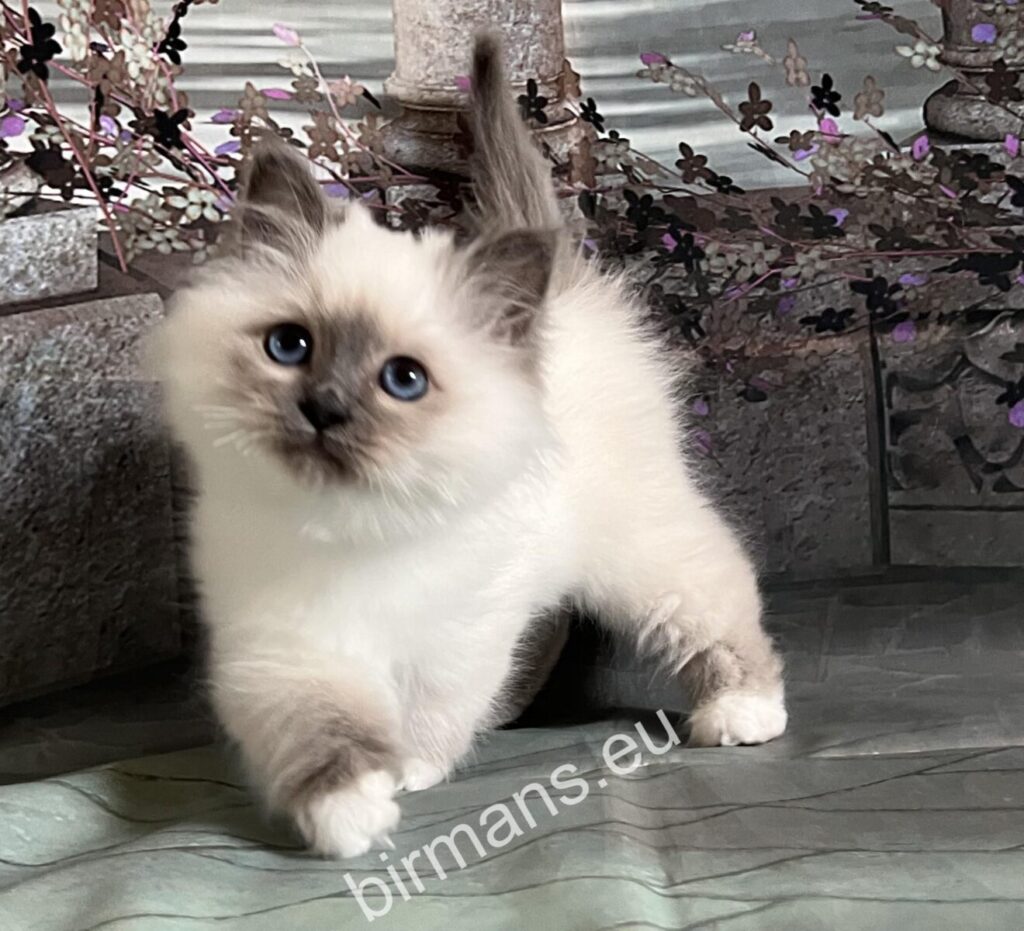 Birman kitten looking into the camera in natural light - conscious selection and pre-registration at Saba Birman breeding
