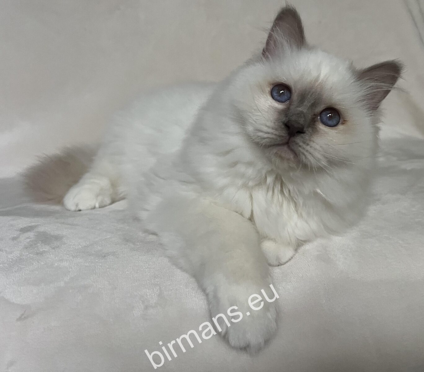 Calm Birman cats in natural light - responsible breeding and registration in the world of Saba Birman