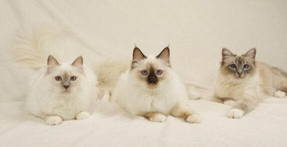 Three Saba Birman females in front of beige background, first generation international champions, 2019