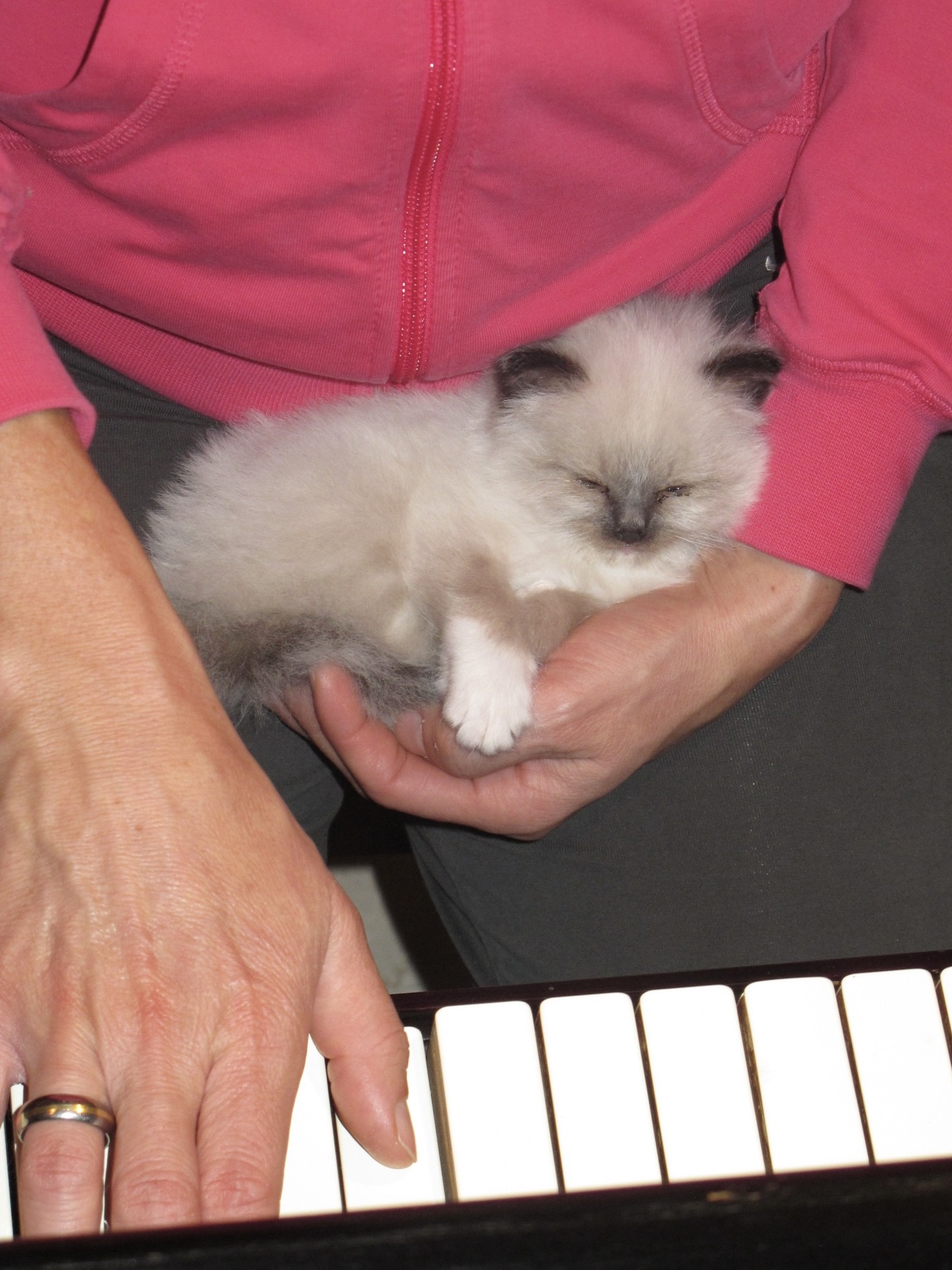 Saba Birman kitten in a safe family environment - Birman breeding Hungary