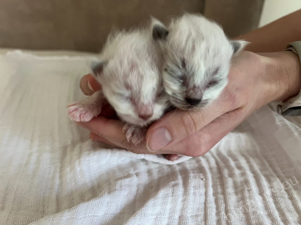 Saba Birman X5 Litter Newborn Kittens Held in Hand in Hungary