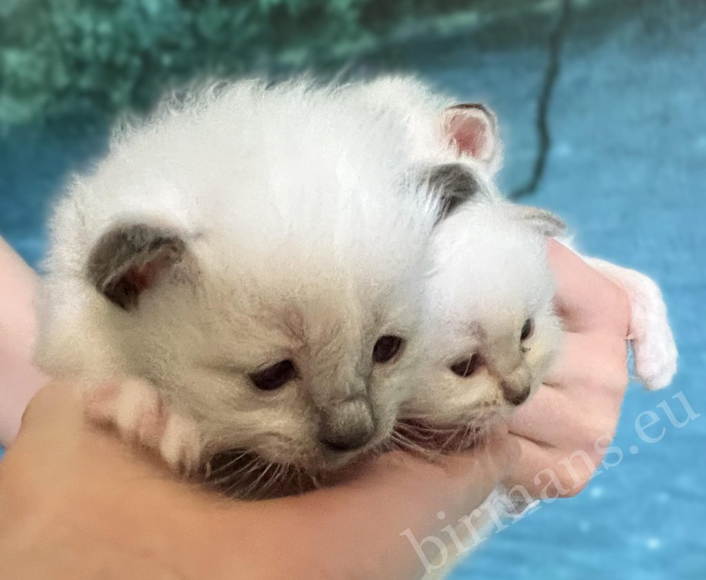 Saba Birman Y5 litter kittens held in hand, human connection