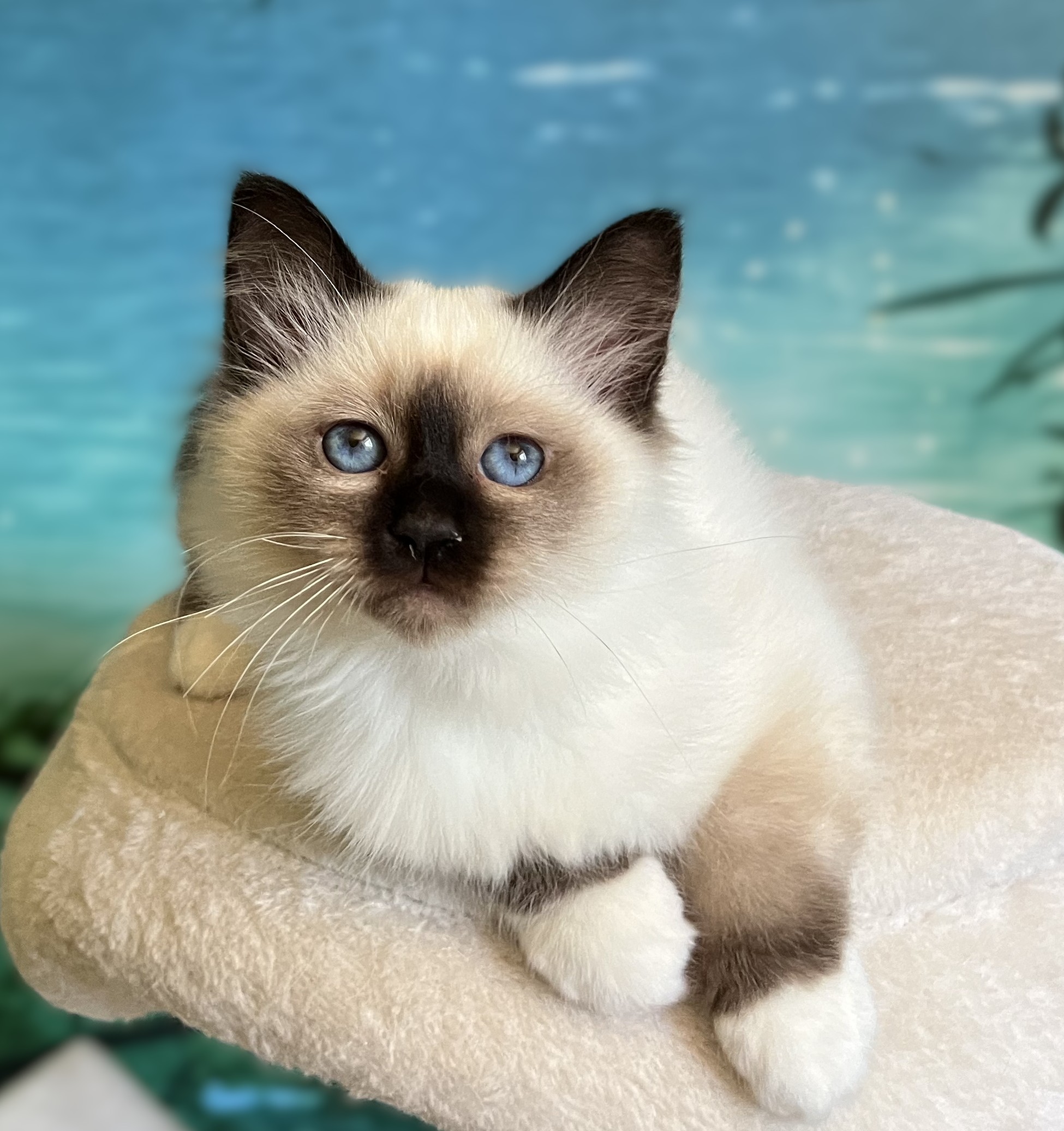 Available, reservable Seal Point Birman kitten, Saba Yuna, deep blue eyes