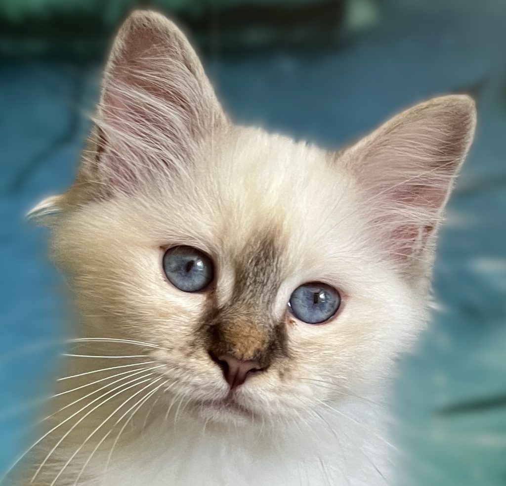 Saba Ysolde available chocolate lynx point female kitten close-up eye portrait.