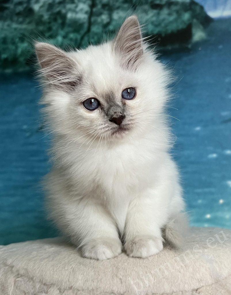 Saba Urielle purple polka dot Burmese holy temple kitten kitten with blue eyes portrait