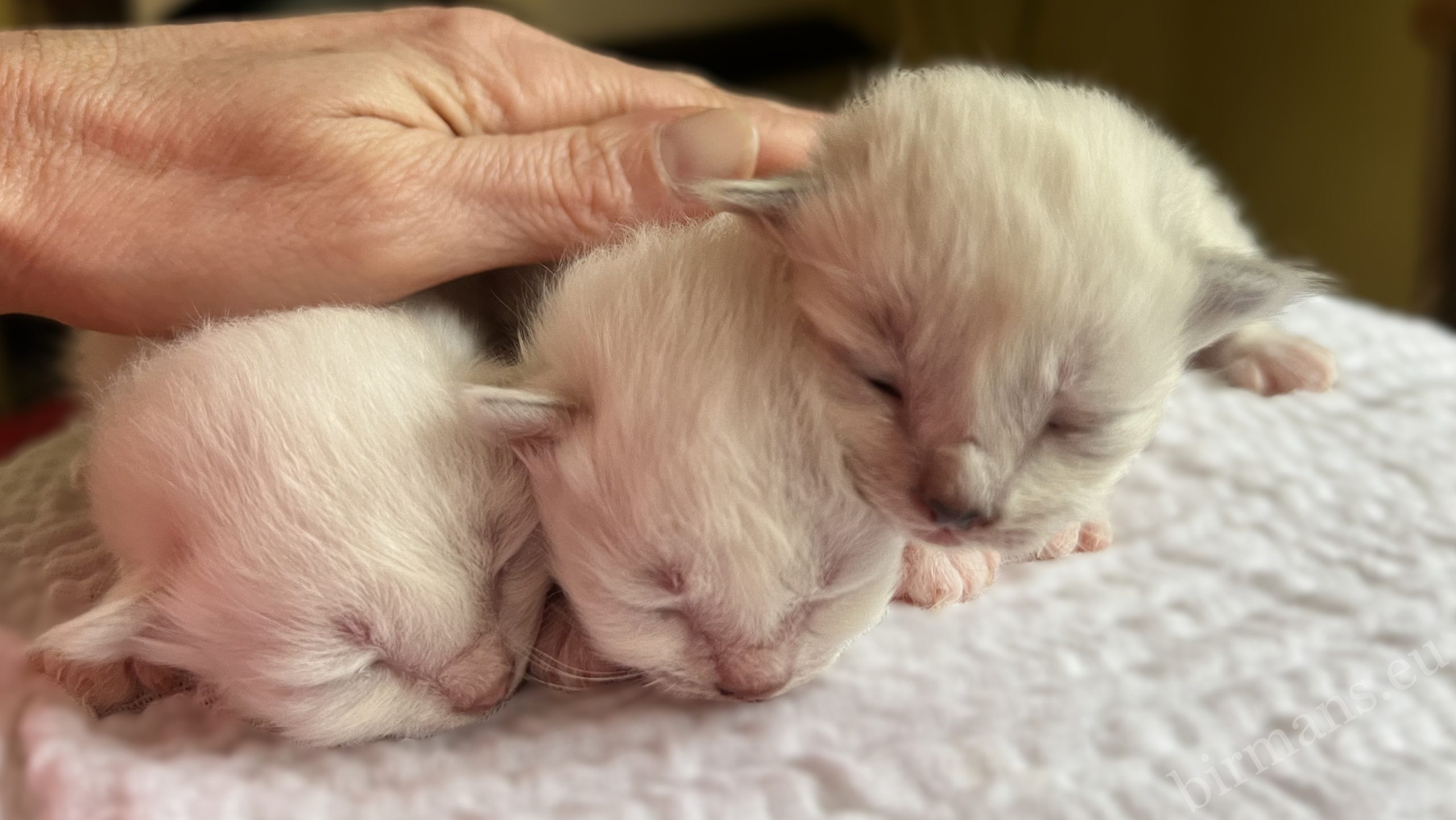 Newborn Saba Birman W5 litter kittens being petted in Hungary