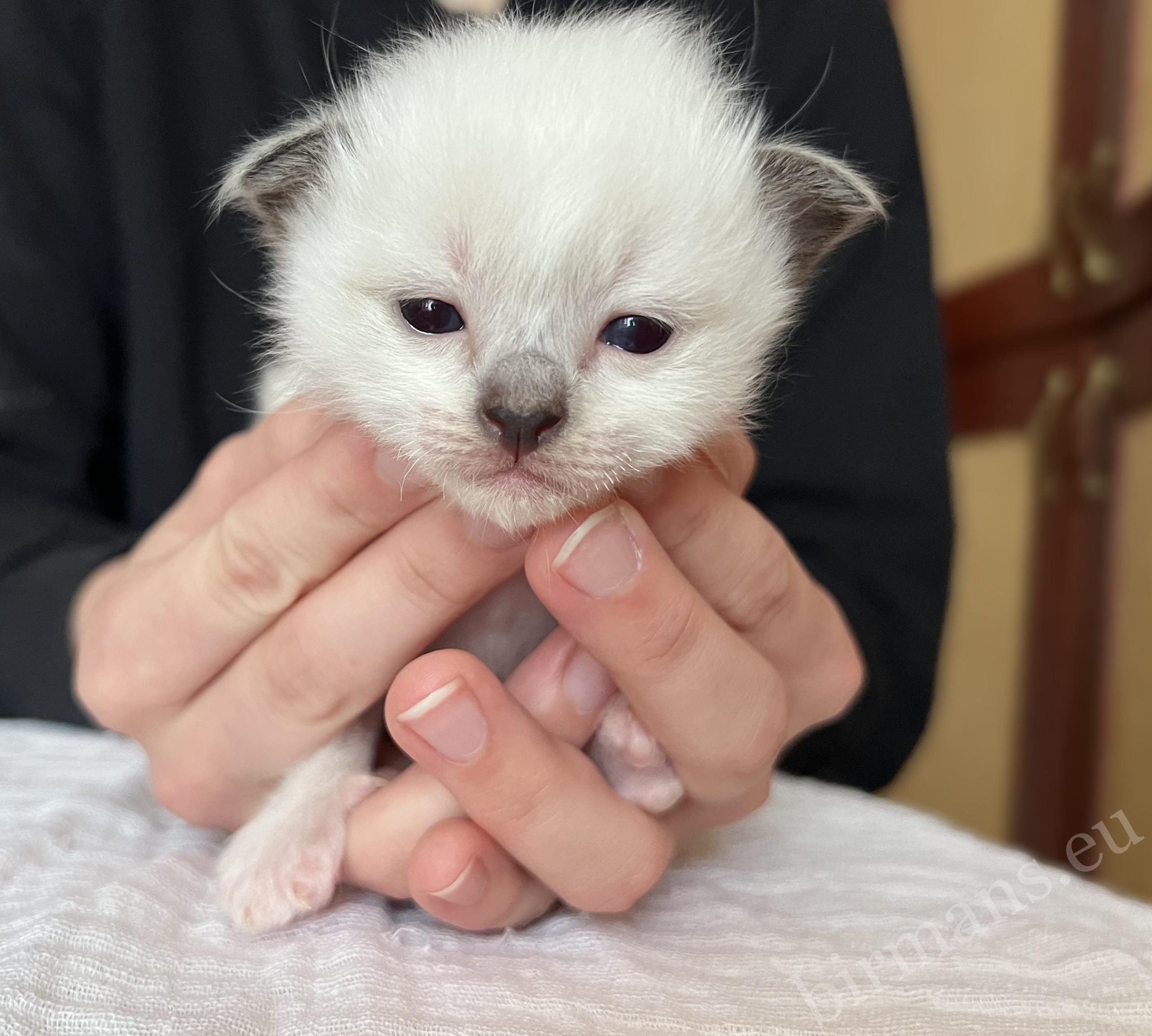 Saba Birman kitten close-up portrait – Sophia's kitten with deep blue eyes