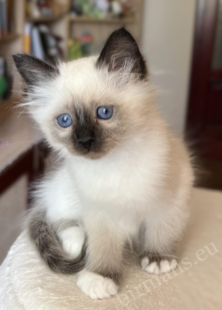Saba Vico Birman kitten at 8 weeks old, sitting with one paw raised, in a sweet moment