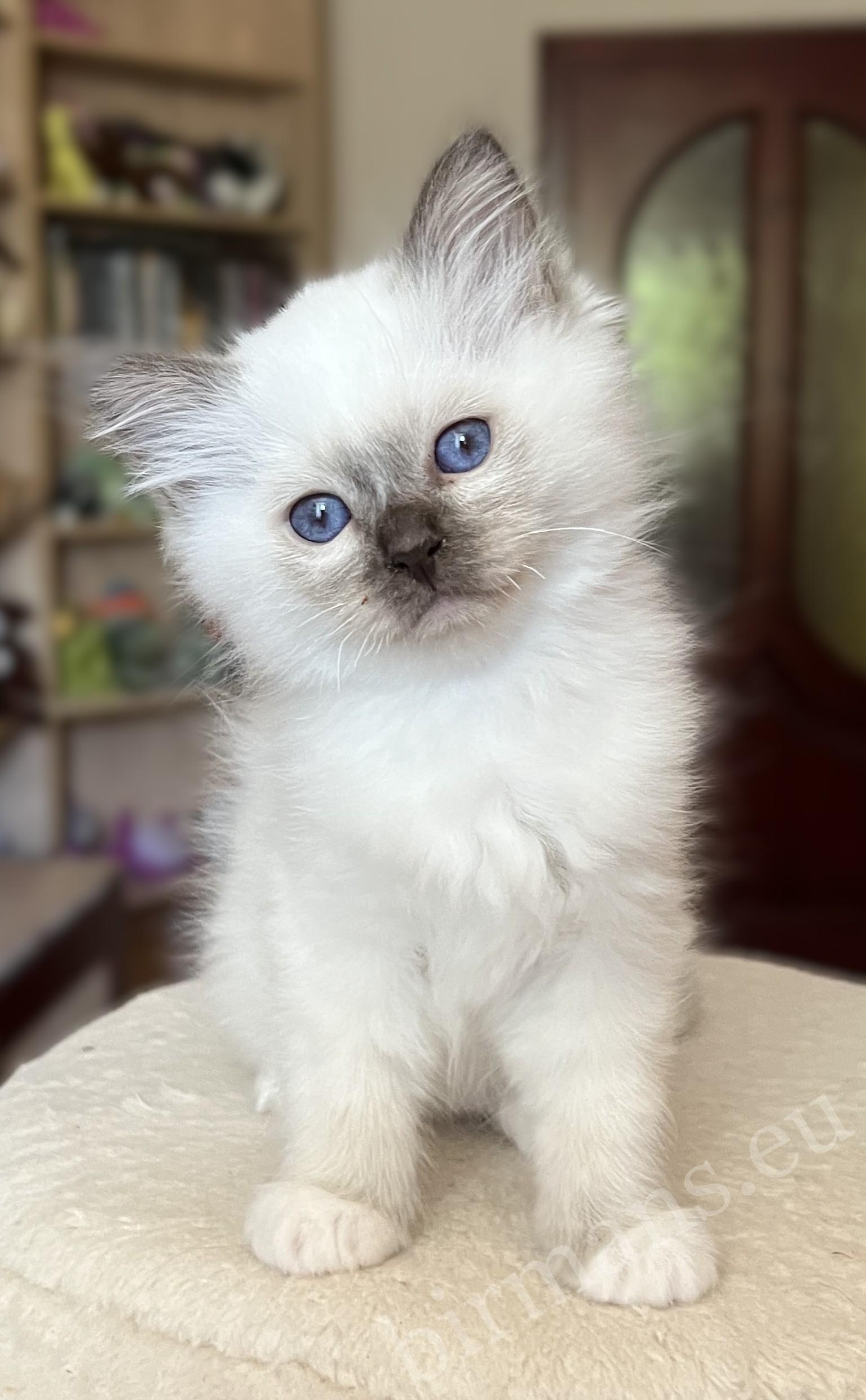 Saba Vela chocolate point Birman kitten at 8 weeks in a standing pose