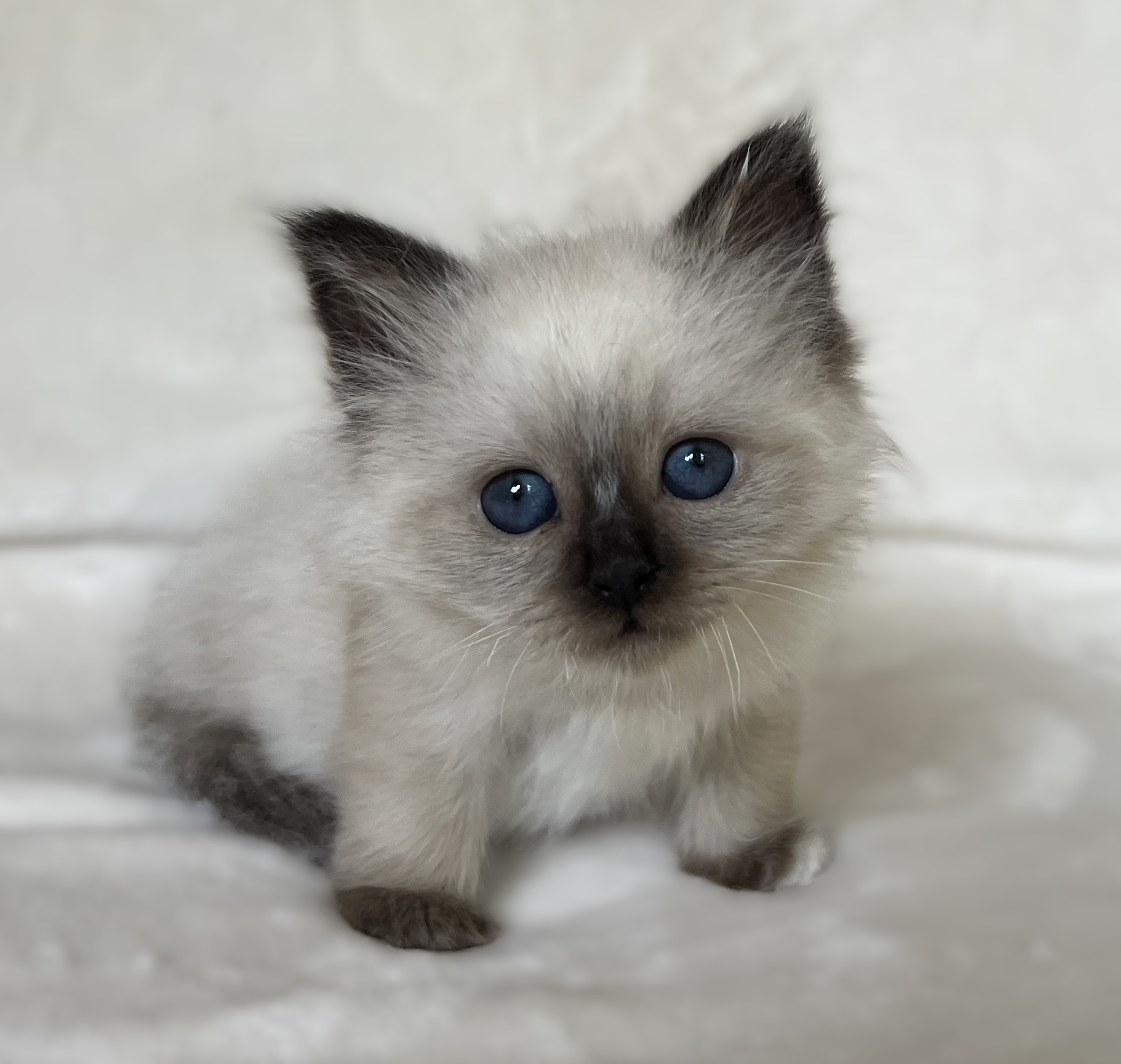 Saba Xylo seal point Sacred Birman male kitten with deep blue eyes against a white background