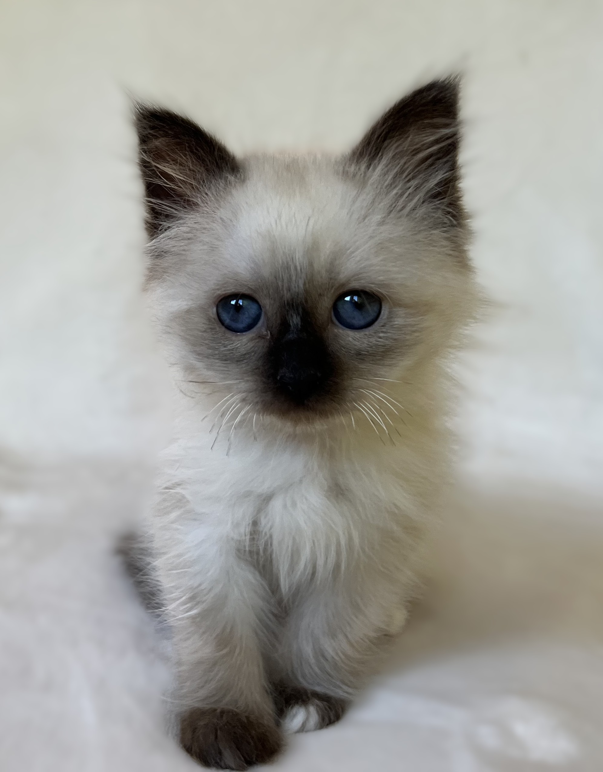 Saba Xylo available Sacred Birman male kitten