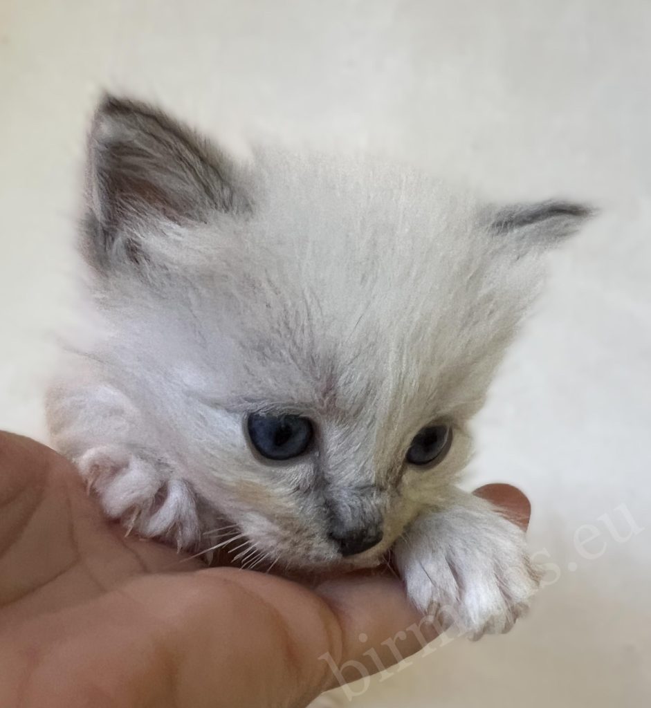 Saba Zeno blue tabby Sacred Birman male kitten