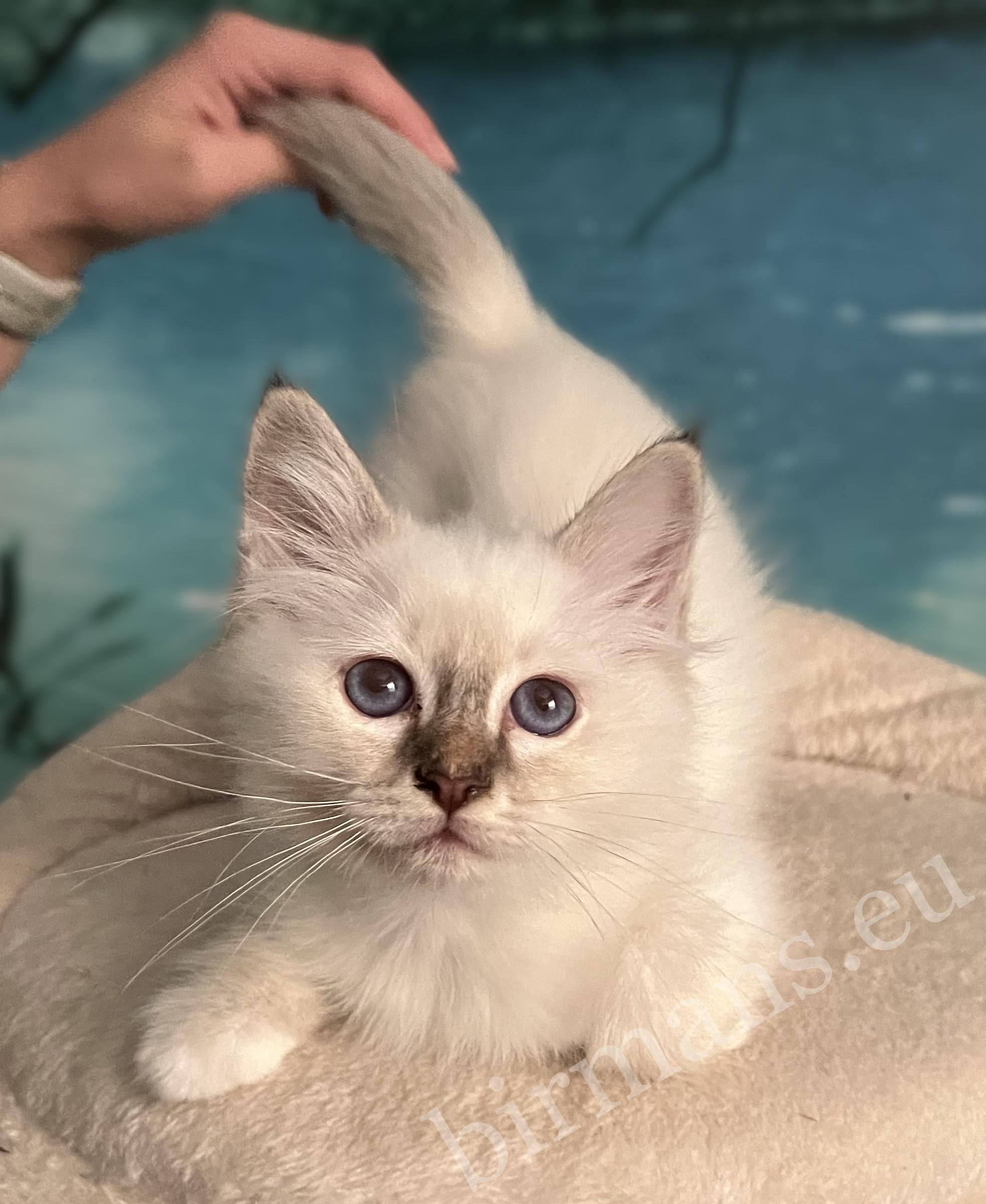 Available Saba Yorick, a chocolate tabby Birman male kitten, lying and looking at the camera while Anna pets him