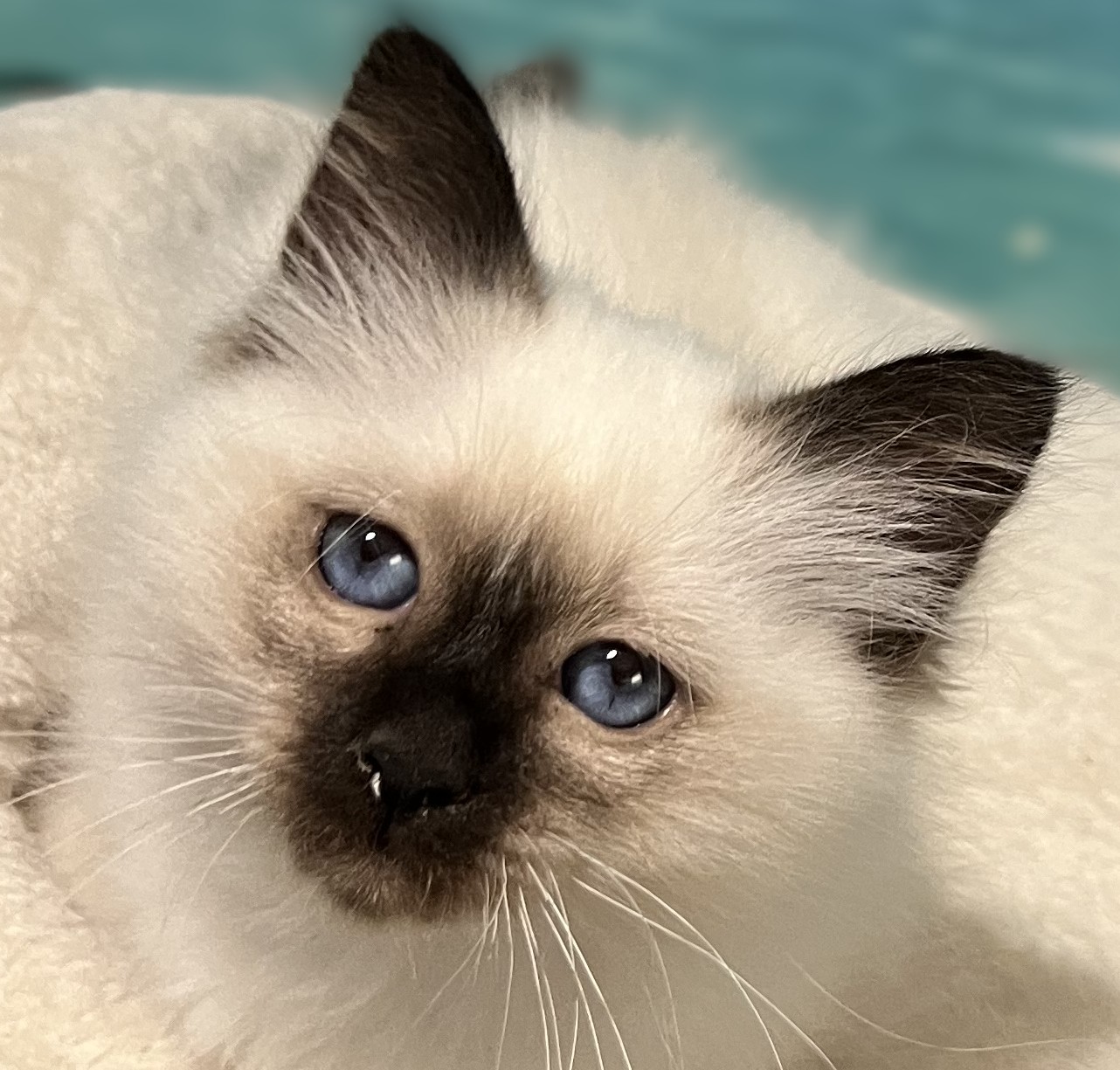 Available and reservable: Saba Yuna, a Sacred Birman kitten, in a close-up portrait with beautiful deep blue eyes