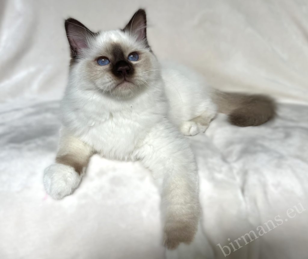 Saba Birman chocolate point male kitten in a resting pose, with blue eyes – Sacred Birman, clean background