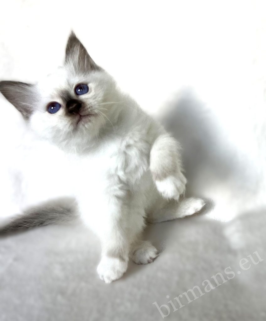 Saba Sacred Birman kitten with raised paw, blue eyes – playful, connection-seeking moment Sacred Birman