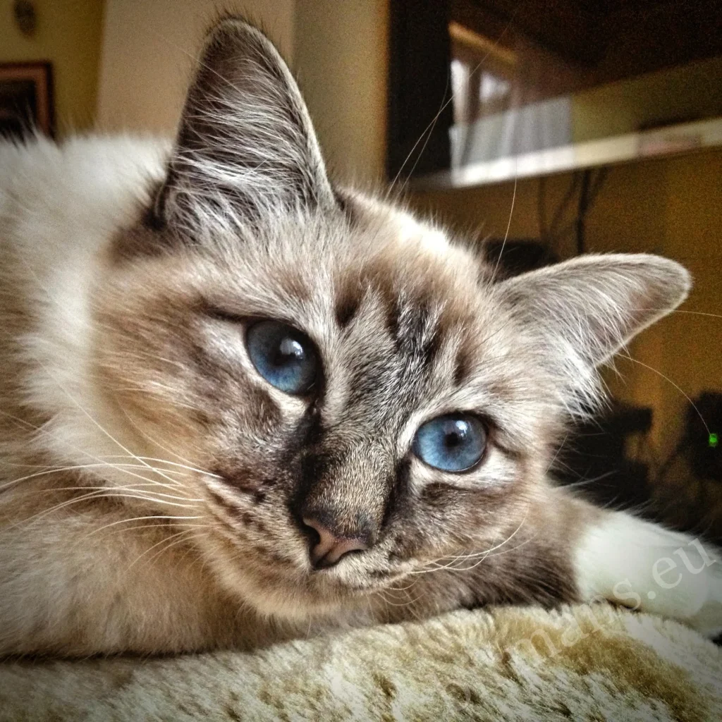 Saba Birman Doroty azure-eyed close-up portrait, the first Birman cat 2012