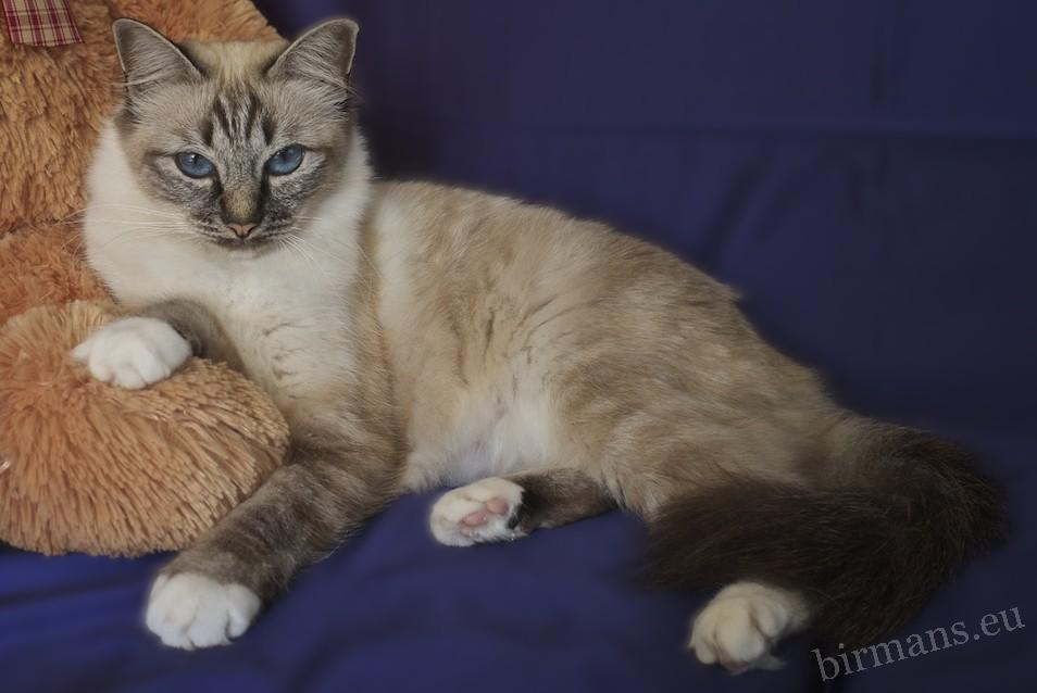 Saba Doroty, Sacred Cat of Burma – the first cat of the Saba Birman cattery