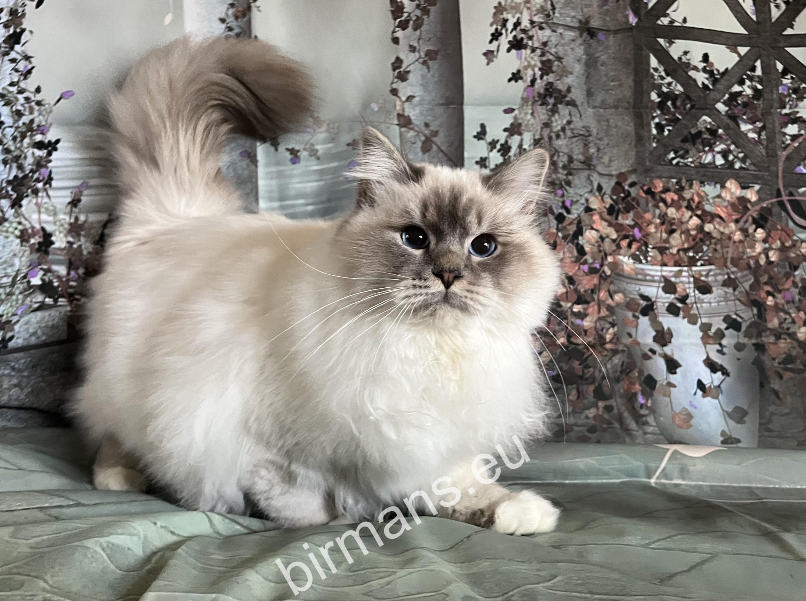 ECH Yochi de Matiyazur Fr of Saba blue tabby Birman male – Birman