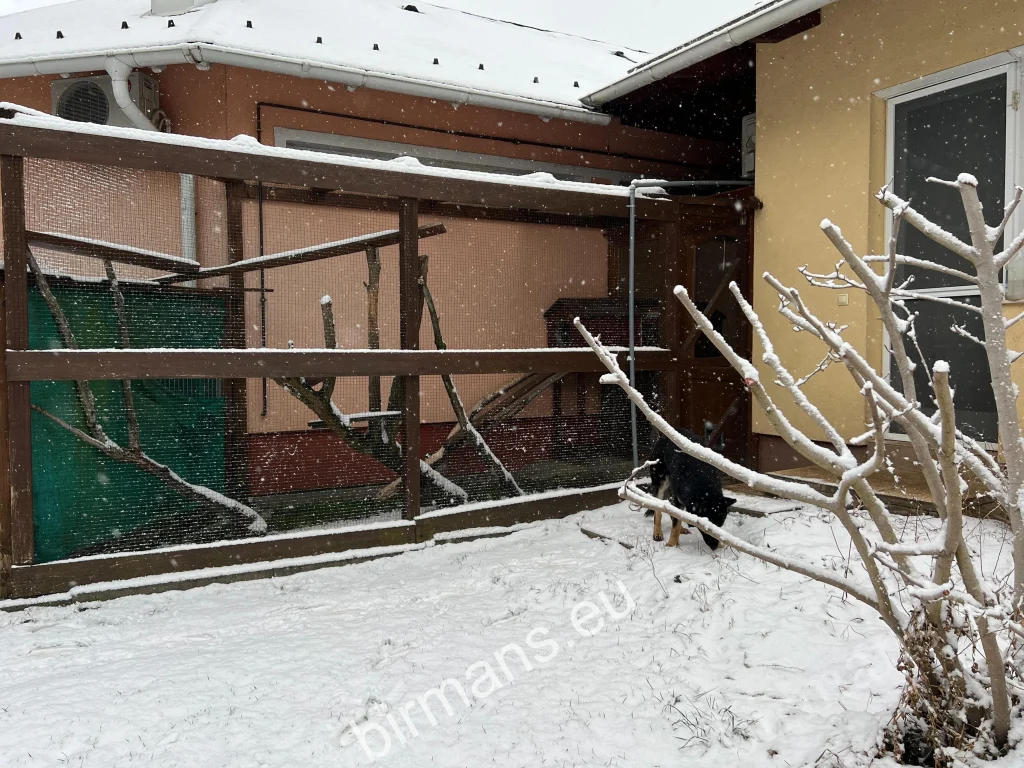 The first indoor-outdoor enclosure at the Saba Birman cattery