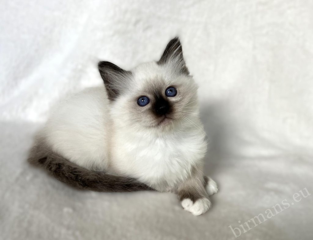 Saba Birman seal point male kitten portrait, with deep blue eyes – Sacred Birman