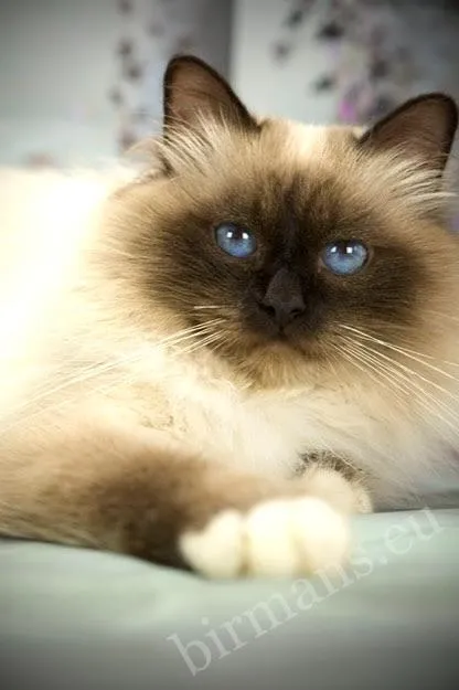 GICH Albafeles Darcy Birman stud close-up portrait, dark mask and deep blue eyes