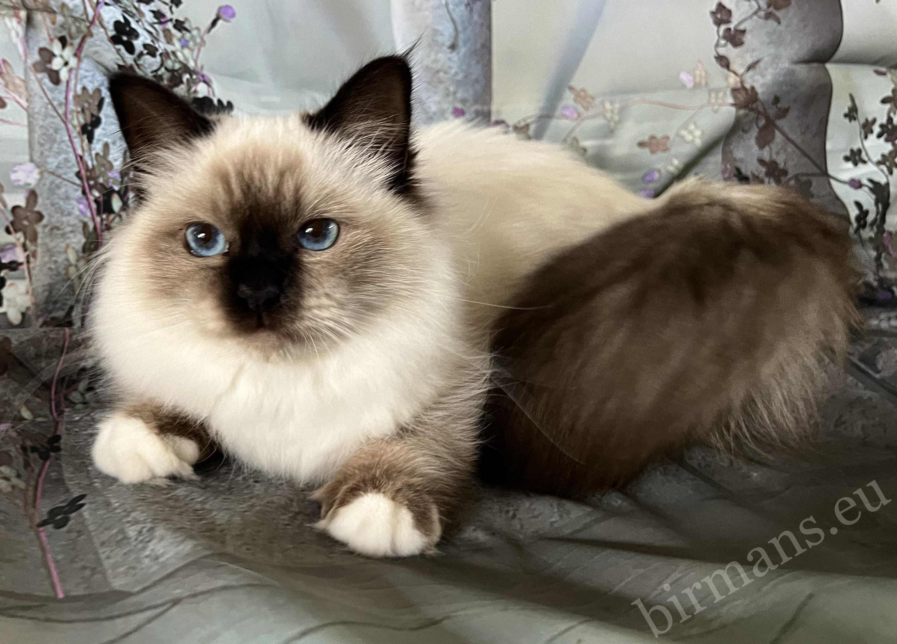 Saba Birman ICH Saba Una Burmese Sacred Birman cat - internationally show winning Sacred Birman cat from the Saba Birman breed