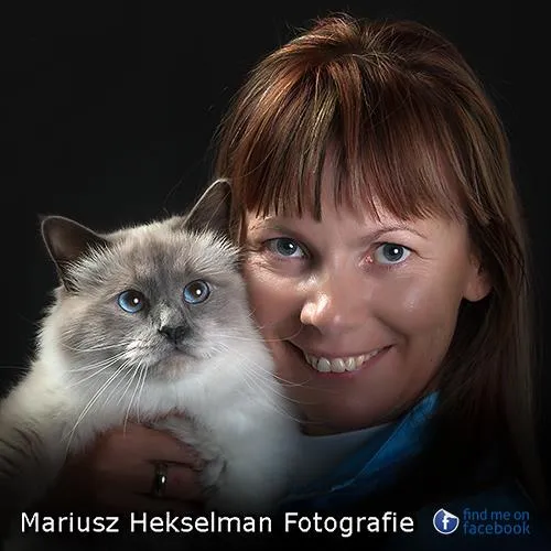 Saba Birman breeder and World Champion stud Azzurro close-up portrait, azure eyes