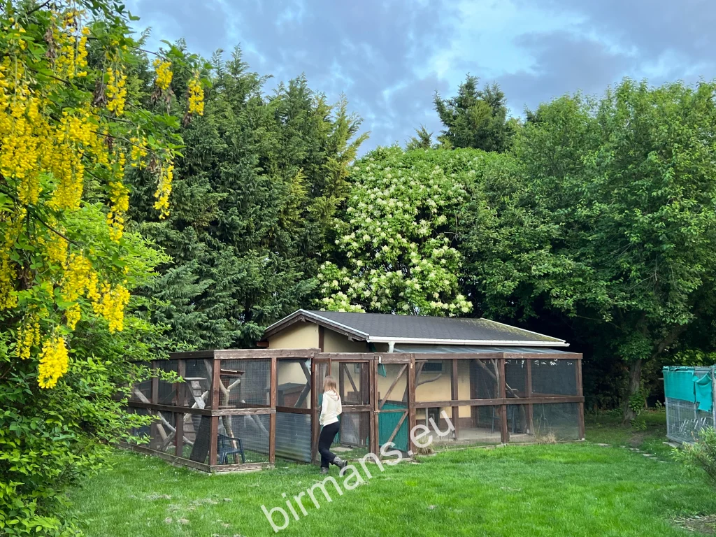Indoor-outdoor enclosure in a summer environment – Saba Birman cattery