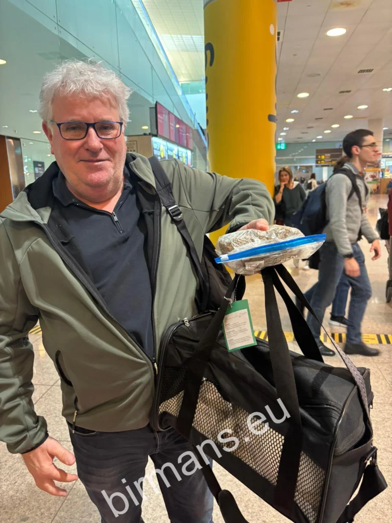 Handover of Saba Birman kittens to their new family at Barcelona Airport – Spain
