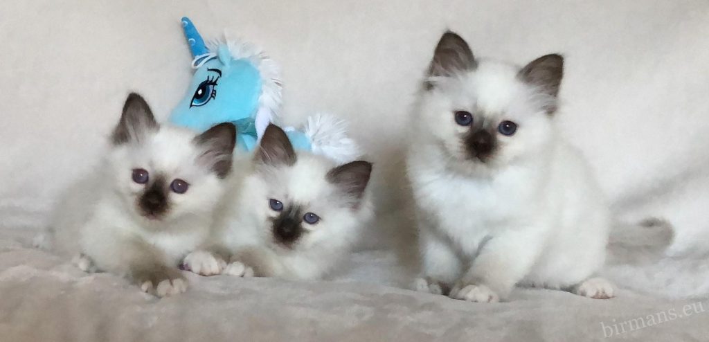 Saba Birman kittens on white background – Birman kittens