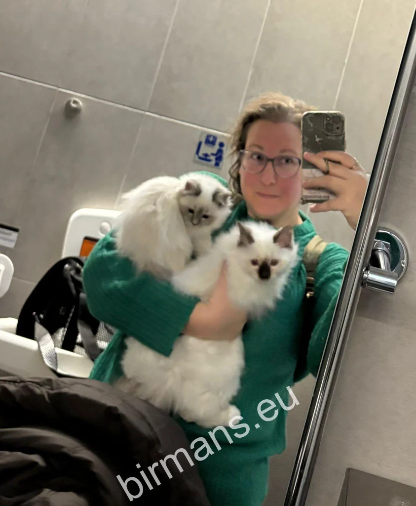 Saba Birman kittens on the plane in the arms of the transporter during international travel
