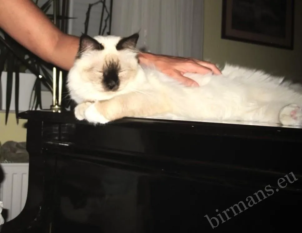 Saba Birman chocolate point cat on piano, resting with closed eyes under a caressing hand