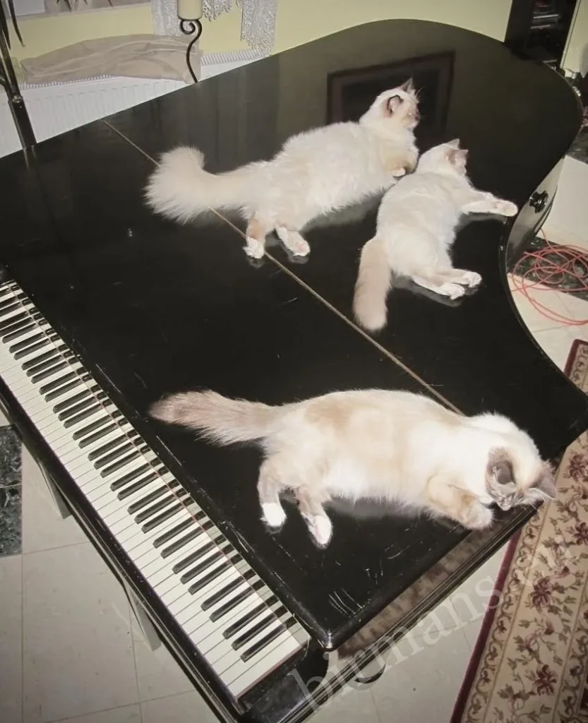 Three Saba Birman cats lying on a Steinweg piano in the living room