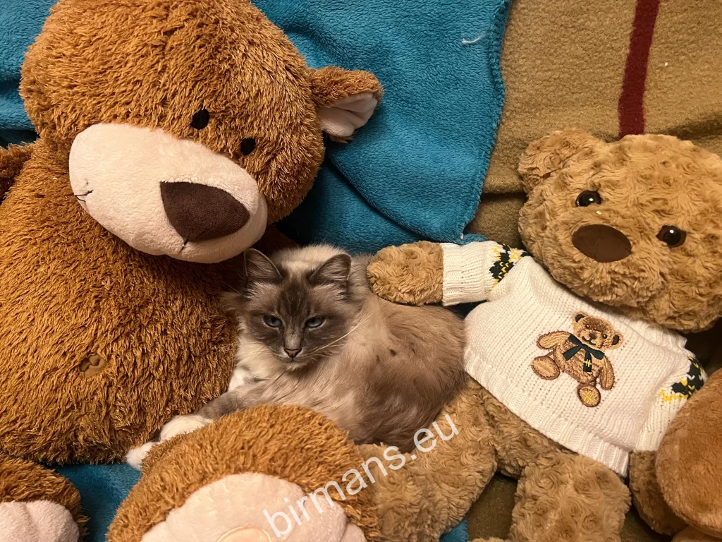Saba Birman cat among plush toys, in a family environment – illustration of the kittens' home-based, human-centered upbringing.