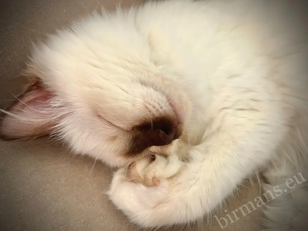 Saba Birman kitten curled up sleeping, close-up portrait