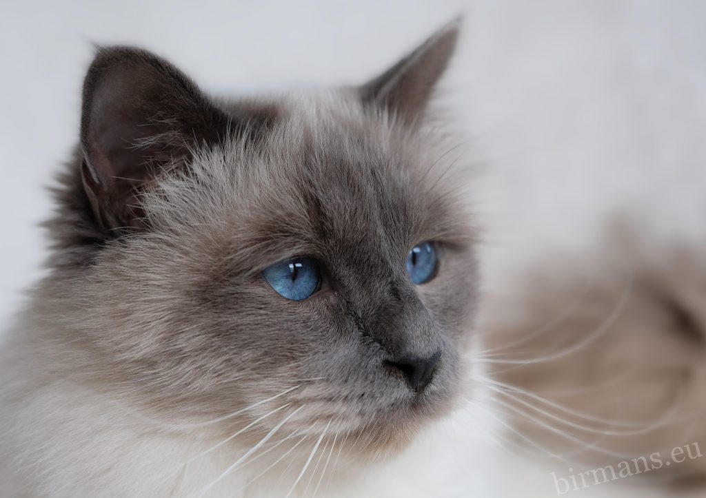 WCH Azzurro dei Baffi Buffi of Saba close-up portrait – blue point Birman