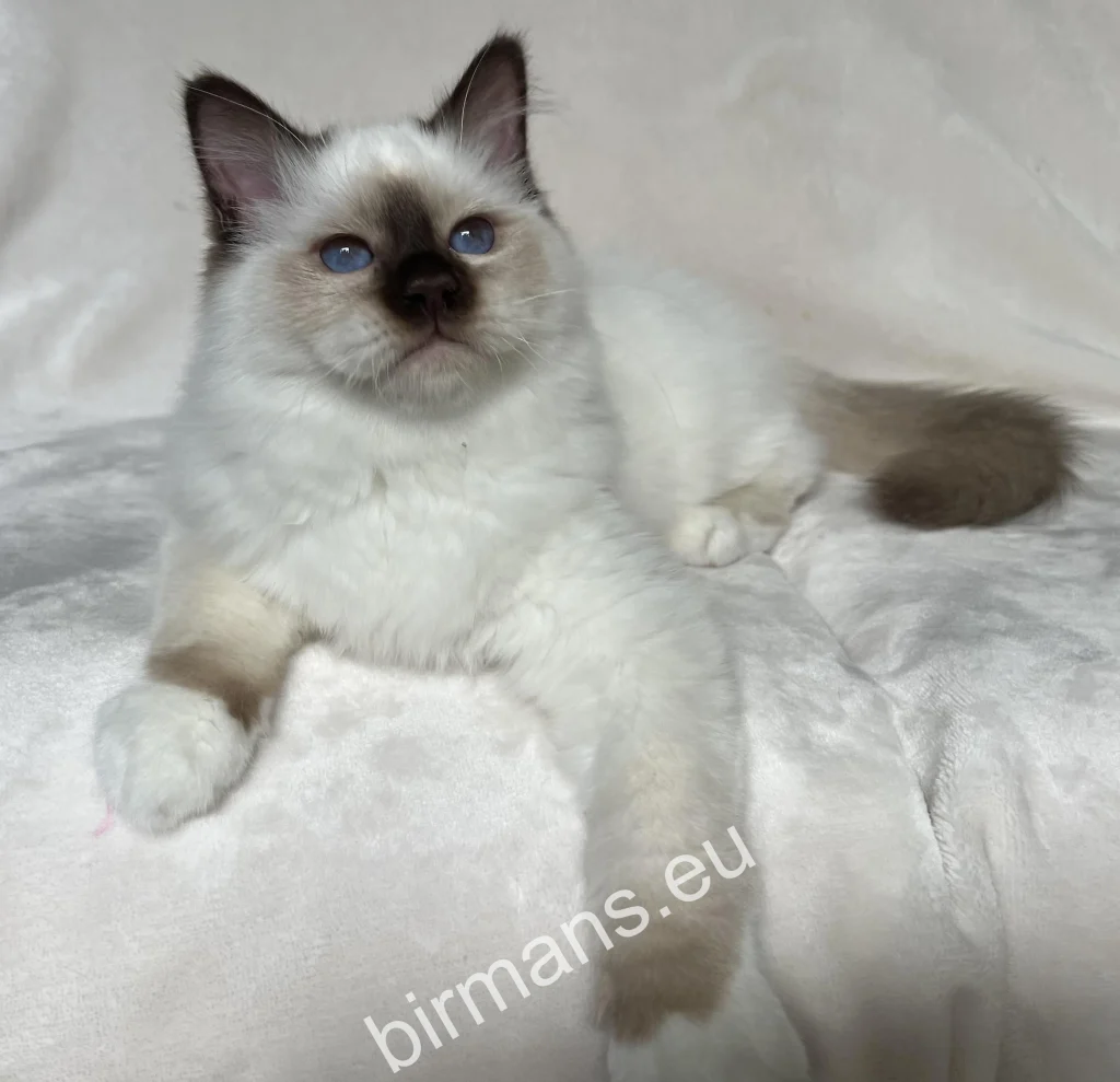 Saba Ocean Birman kitten before departing to his new Swiss home