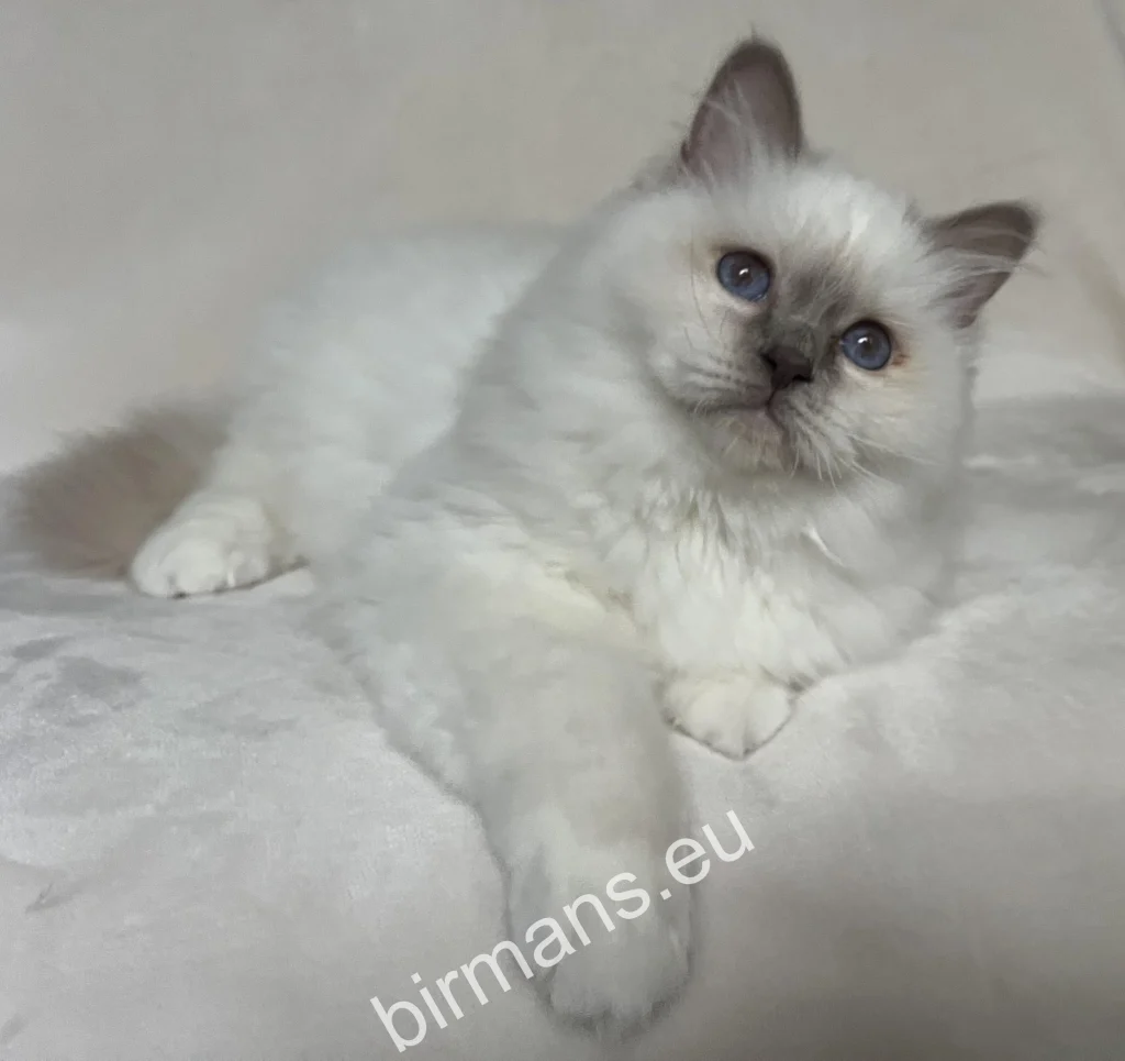 Saba Onyx Birman kitten before departing to his new Swiss family
