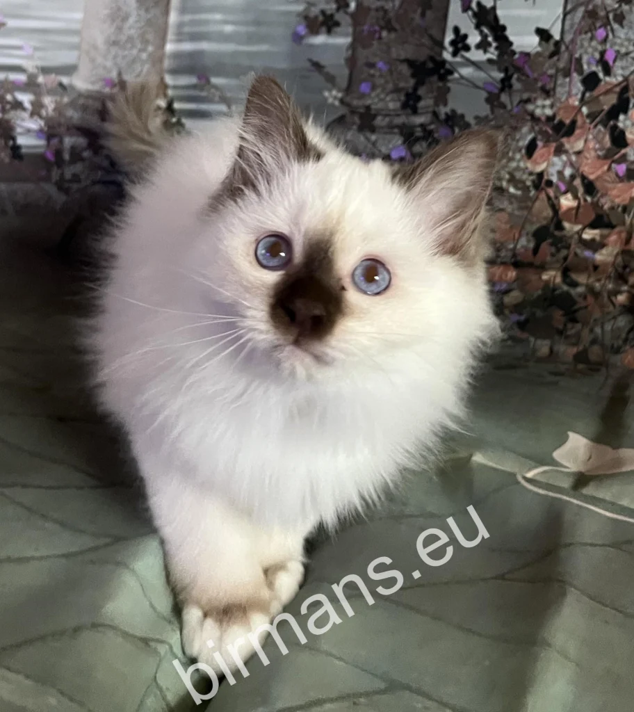 Saba Petur Birman kitten before departing to his new family in Spain