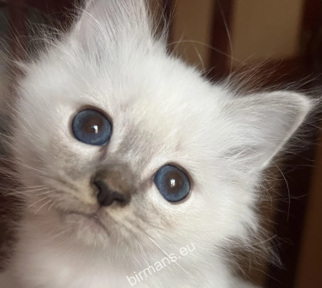 Saba Sienna Birman kitten before departing to her new family in Spain