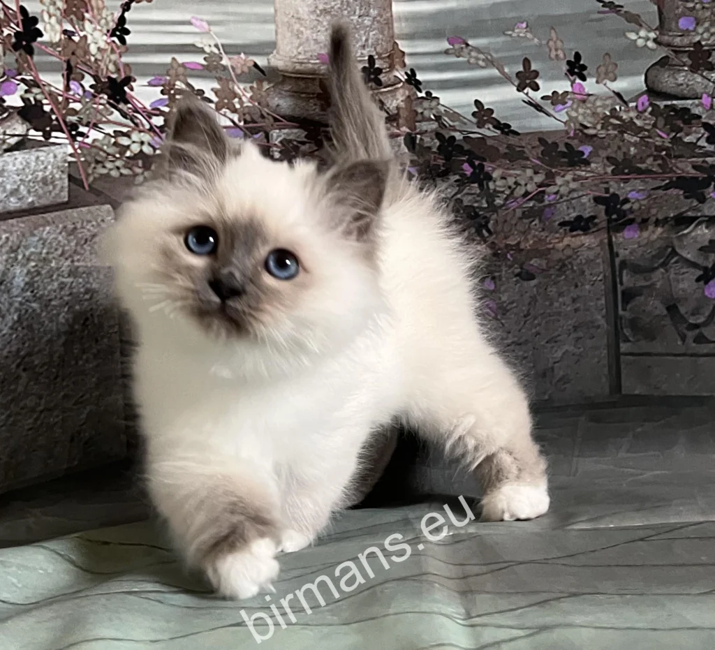 Saba Tracie Birman kitten before departing to her new family in the USA